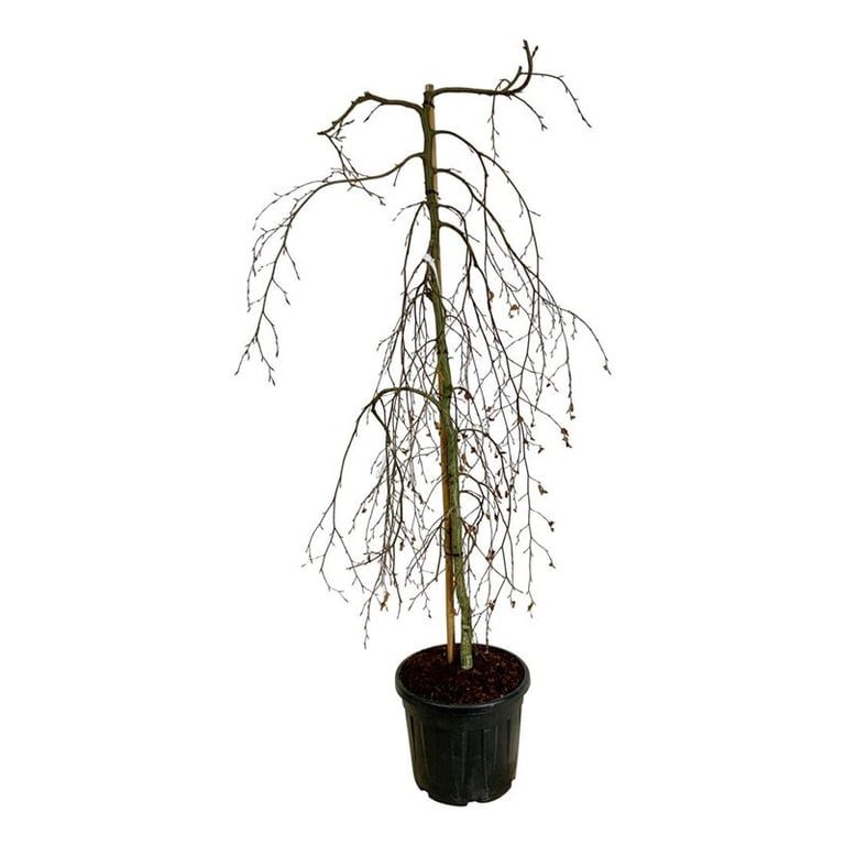 Fagus syl. 'Pendula', D 50 cm