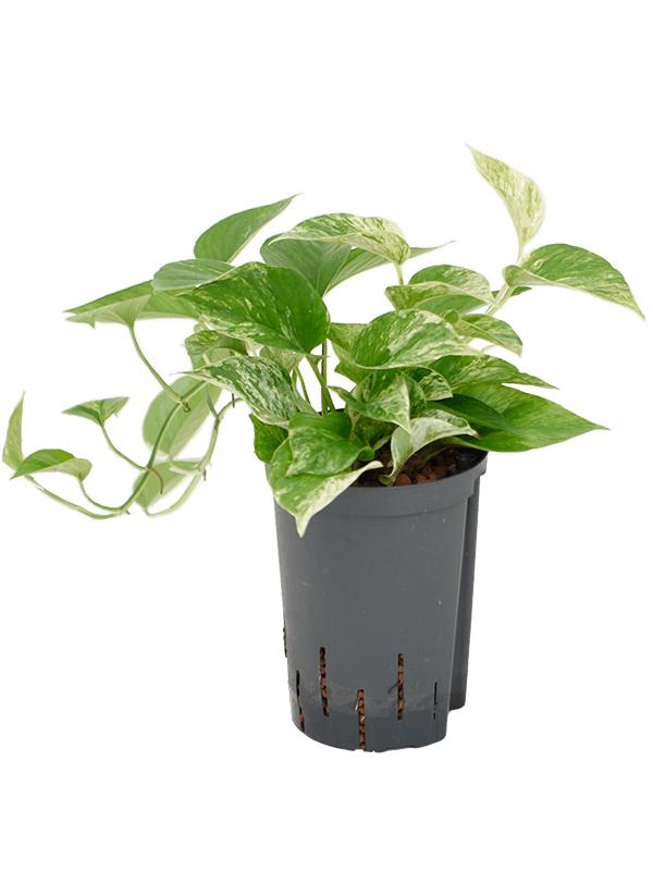 Scindapsus (Epipremnum) 'Marble Queen', D 15 cm