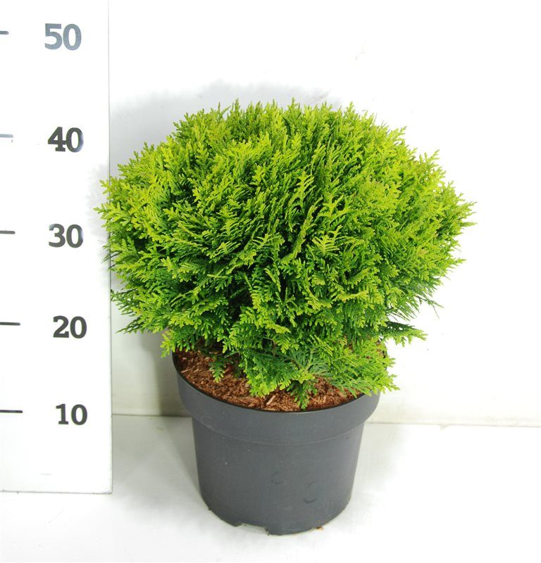 Thuja occ. 'Danica', D 23