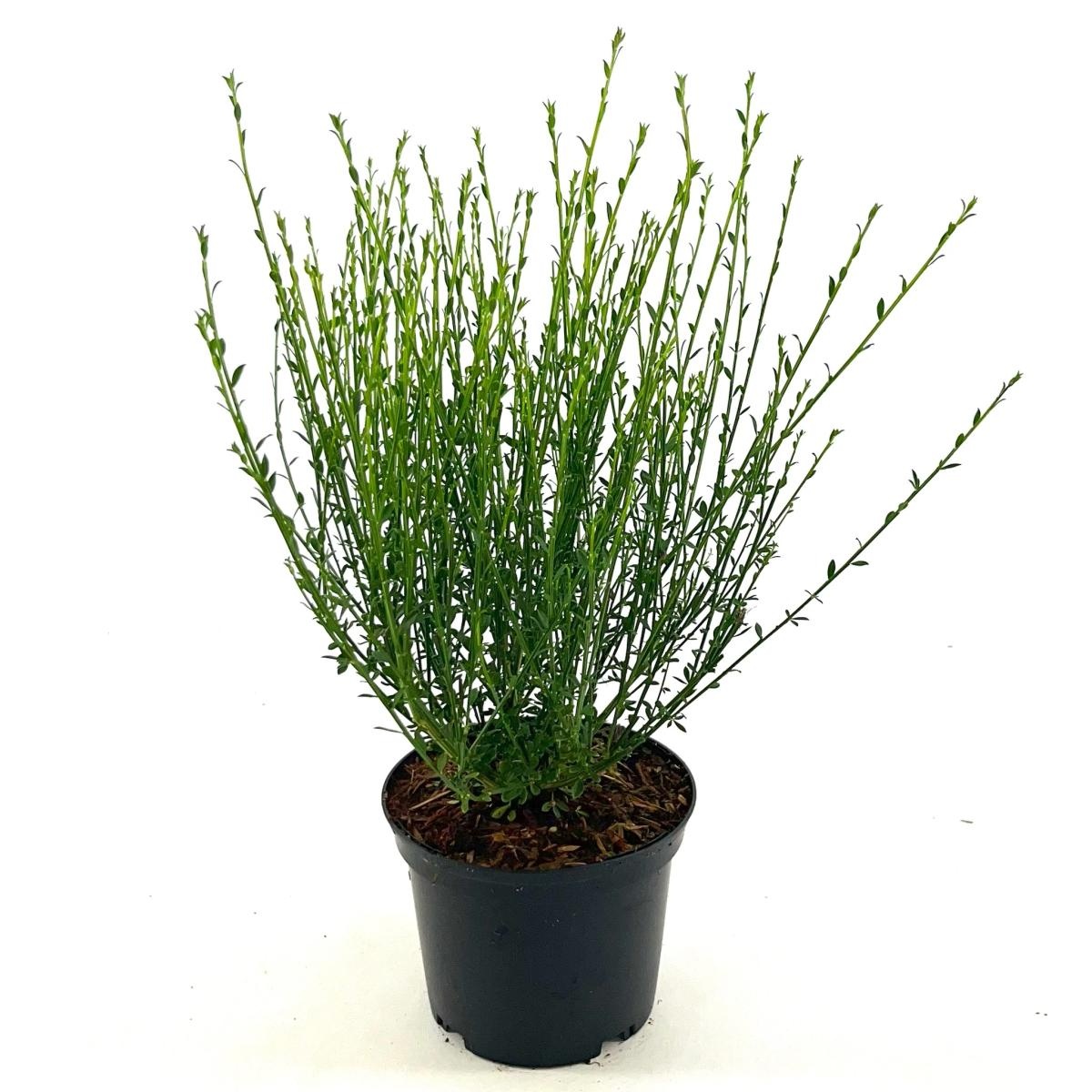 Cytisus scop. 'Vanesse', D 17