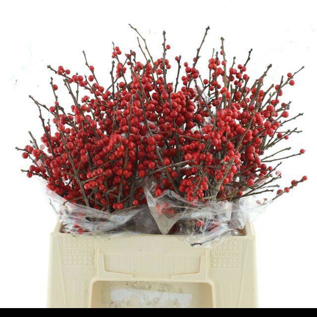 Илекс Красные ягоды 40, шт.