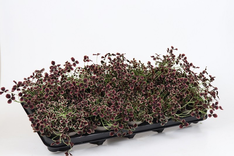 TRIFOLIUM REPENS 'ESTELLE', D 11