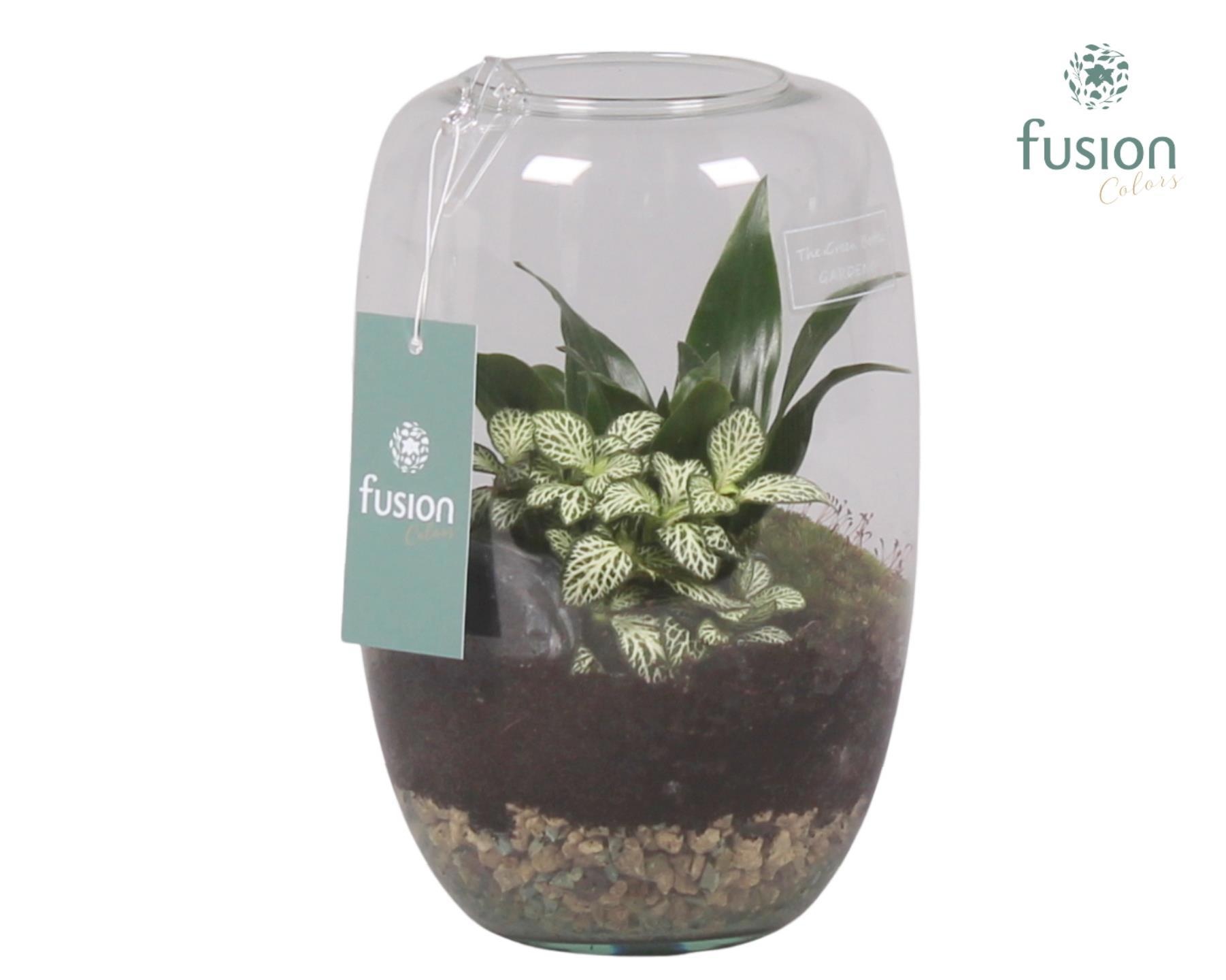 Green Bottle Isabella Medium met Groene Planten, D 15