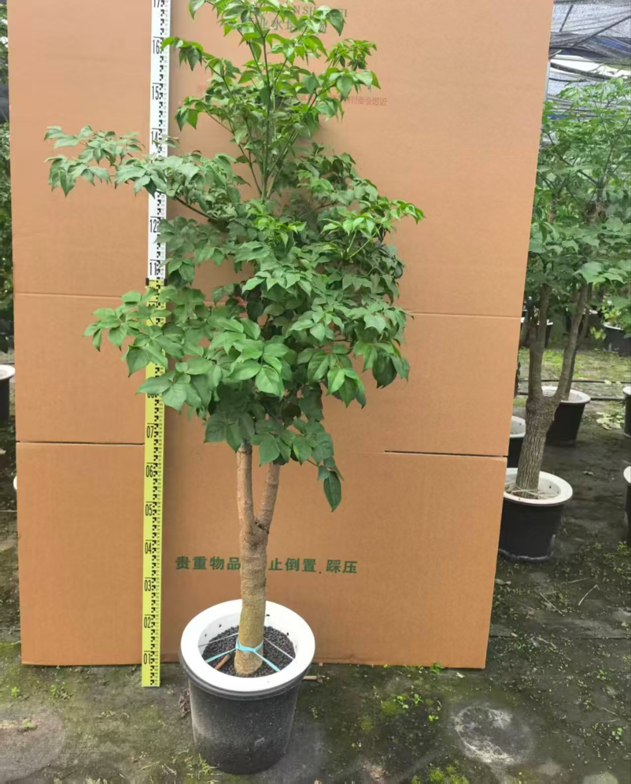 Радермачера синика 350 Пуре Гидропоник Мани Три 35 150