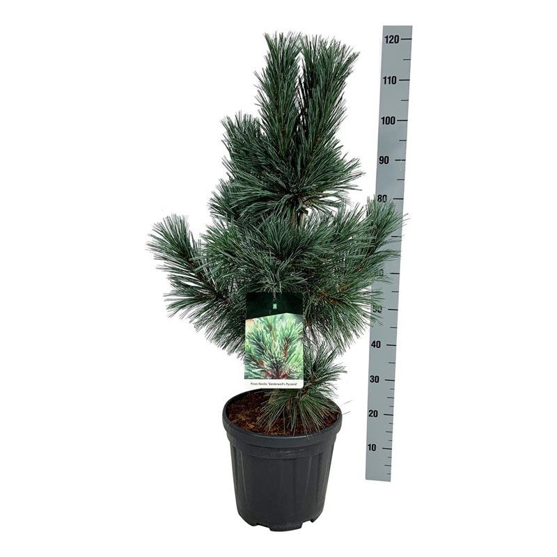 Pinus flex. 'Vanderwolf's Pyramid', D 32