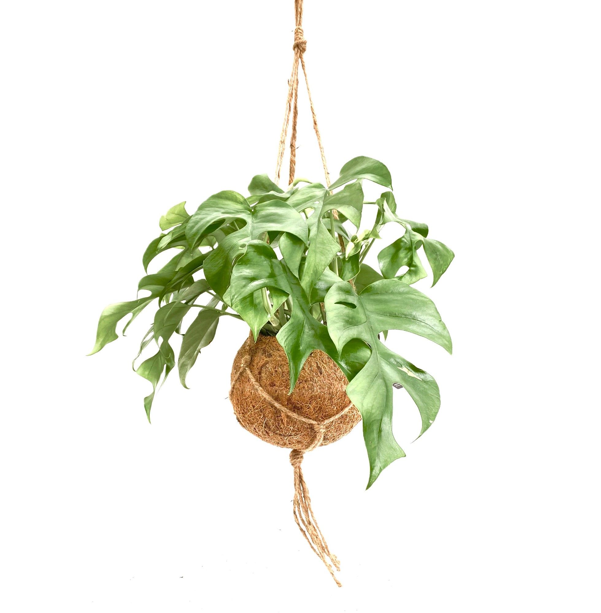 Kokodama 17 cm Monstera Minima, D 17