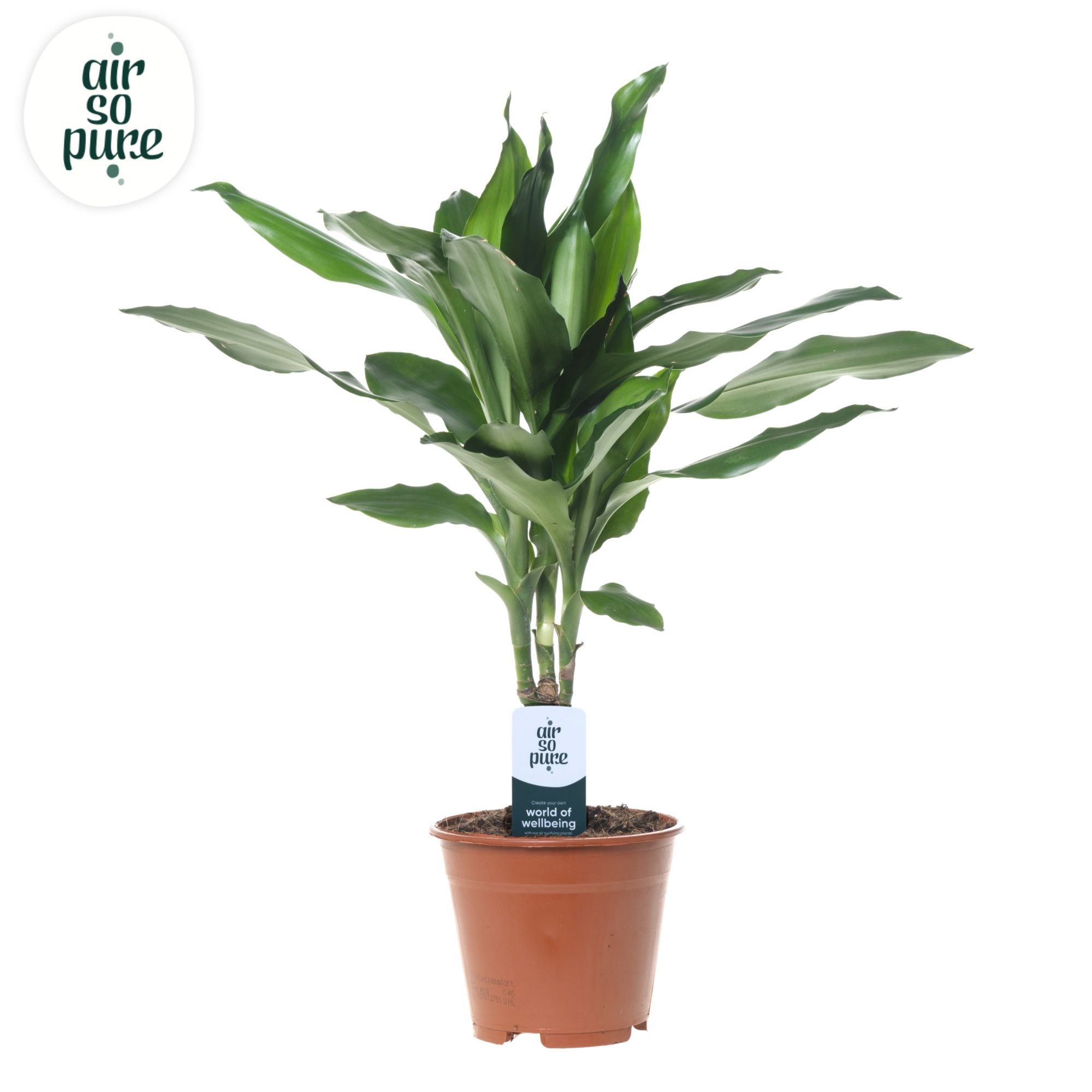 Dracaena Janet Lind p14 (Air so Pure), D 14 cm Dracaena Janet Lind p14 (Air so Pure), D 14 cm