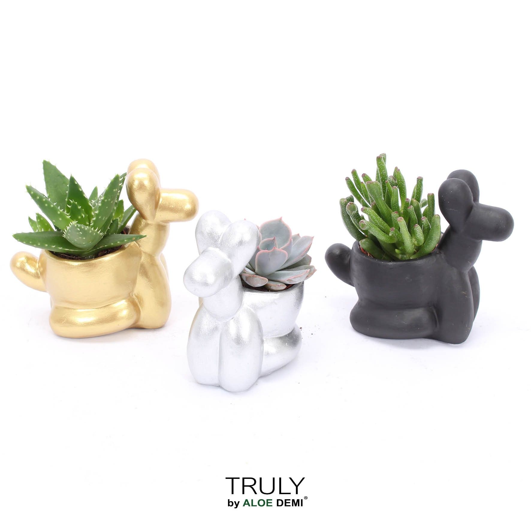 TRULY Succulent, Balloon dog, D 13