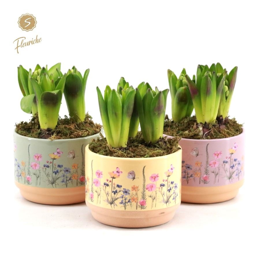 (3640) Hyacint Blooming Print [L] 3PP Mos, D 15 cm