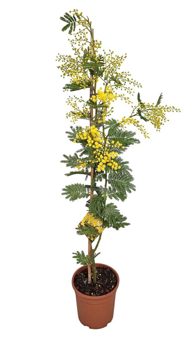 Acacia Mimosa Daelbata Stick, D 17