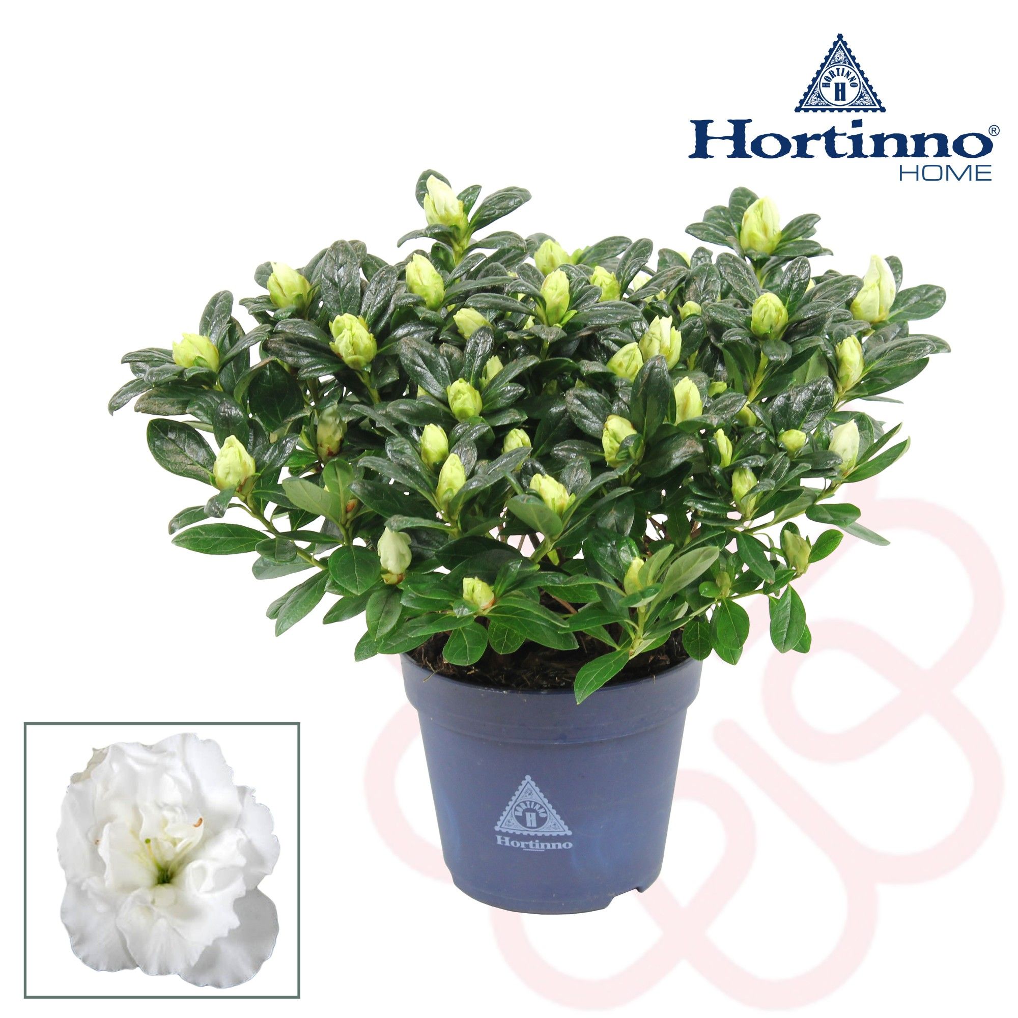 Hortinno® Home 'Christine Belli' 25 - 27 cm, D 13 cm