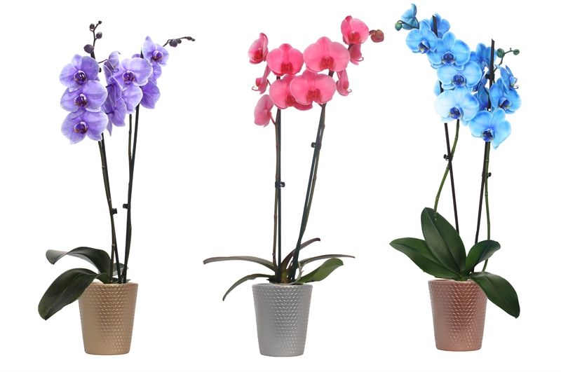 Zoe dots luxury mix Phal I am Royal mix 2T14+, D 12