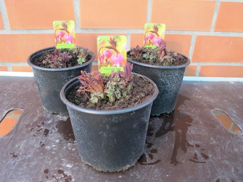 Dicentra spectabilis Rood, D 19