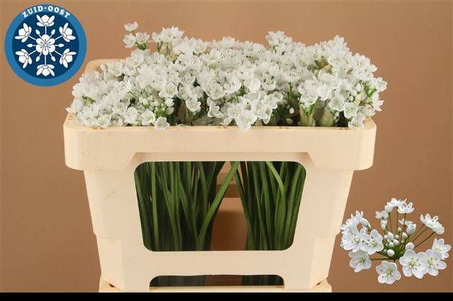 Аллиум Флокон 50 (бел.), шт.