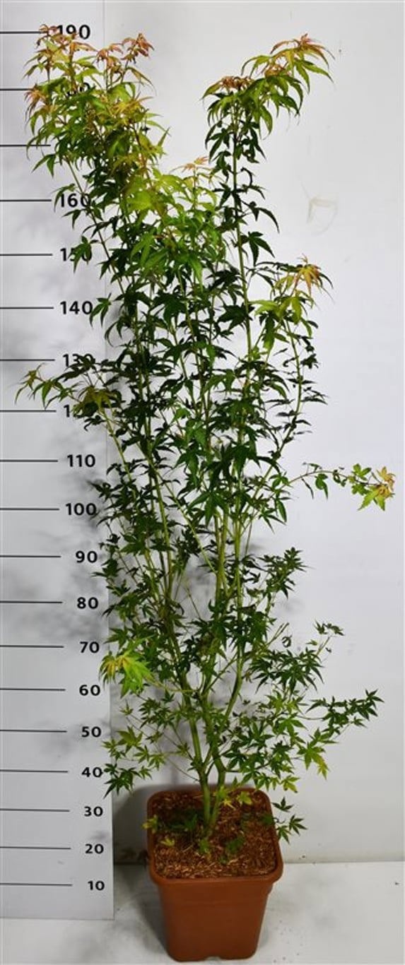 Acer pal. 'Katsura', D 32