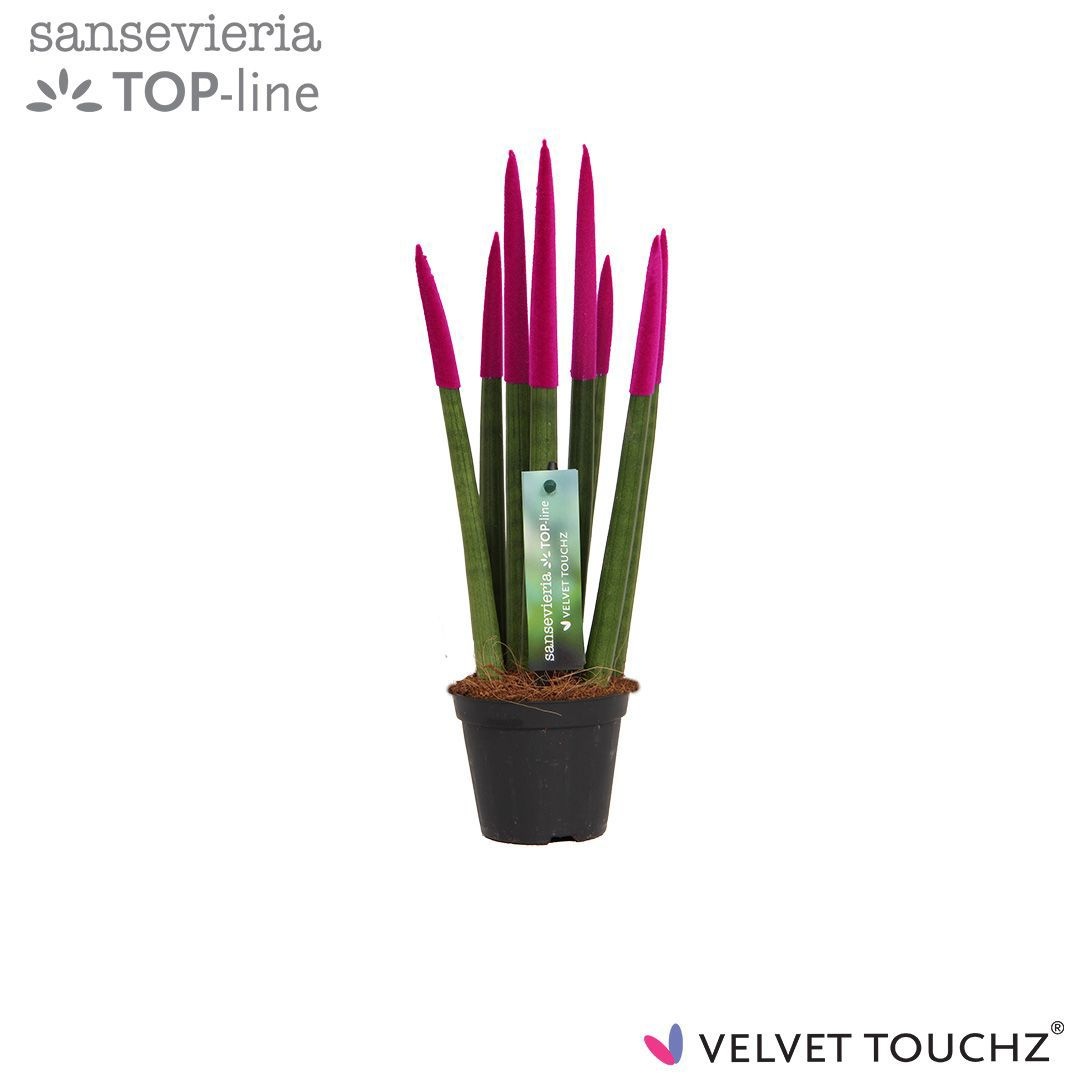 Sansevieria VELVET TOUCHZ® Fuchsia, D 8,5