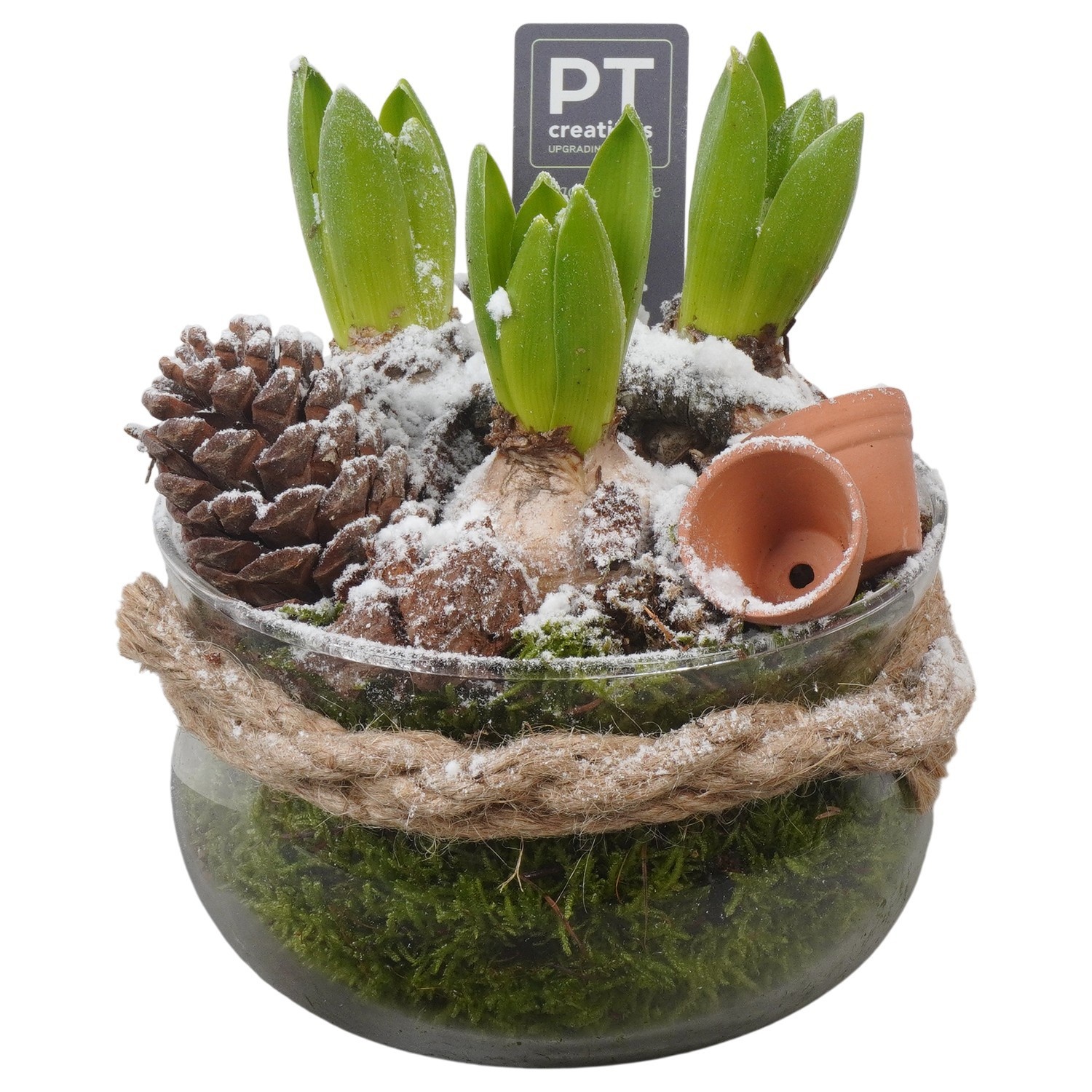 PTWH4074 Arrangement Winter Hyacint in glas schaal, D 16