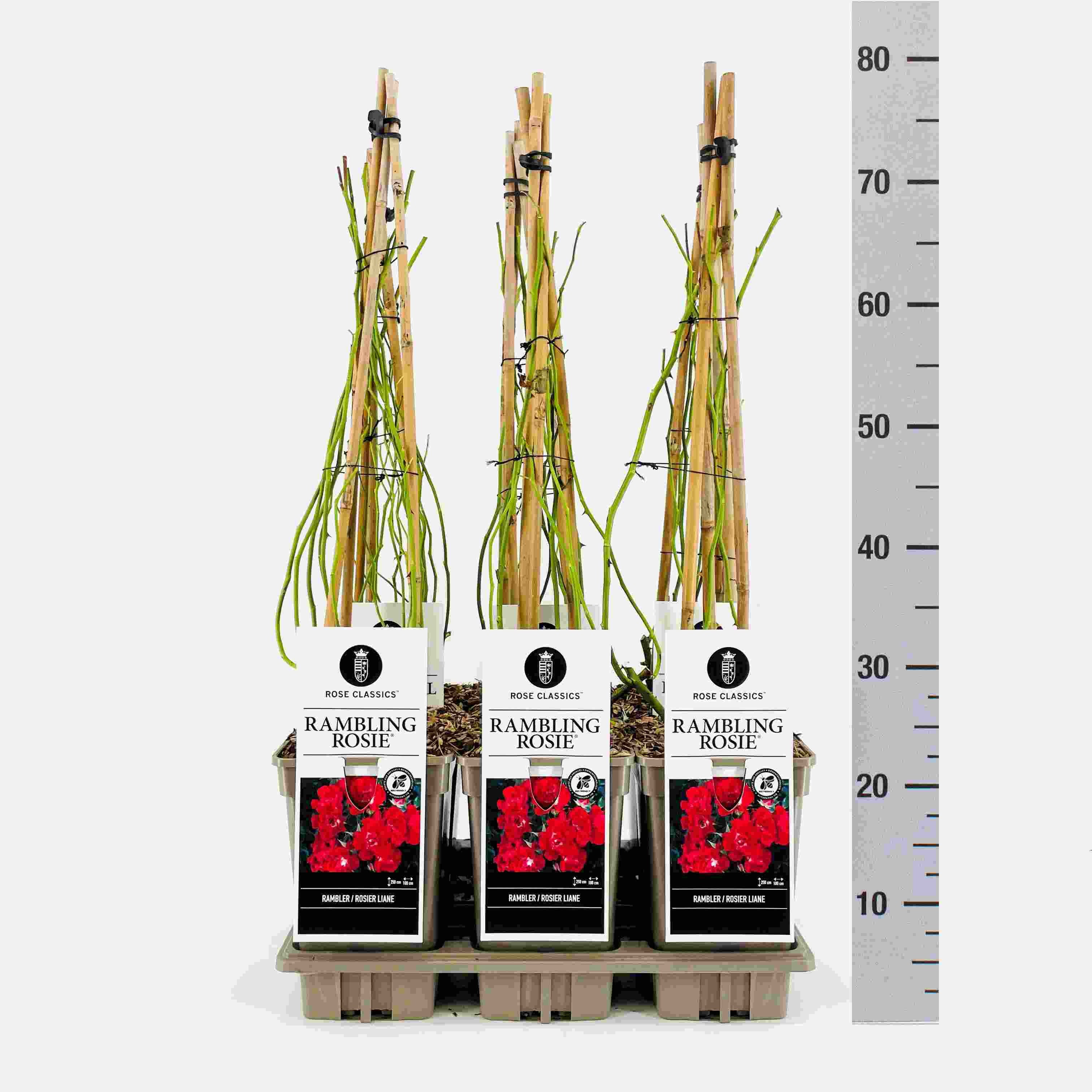 Rose (Rambler) Rambling Rosie ®, C3, 3 stok 75cm, D 17