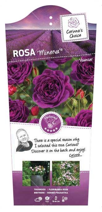 Rosa 'Minerva' - 90 Stam - Exclusive Collection, D 24