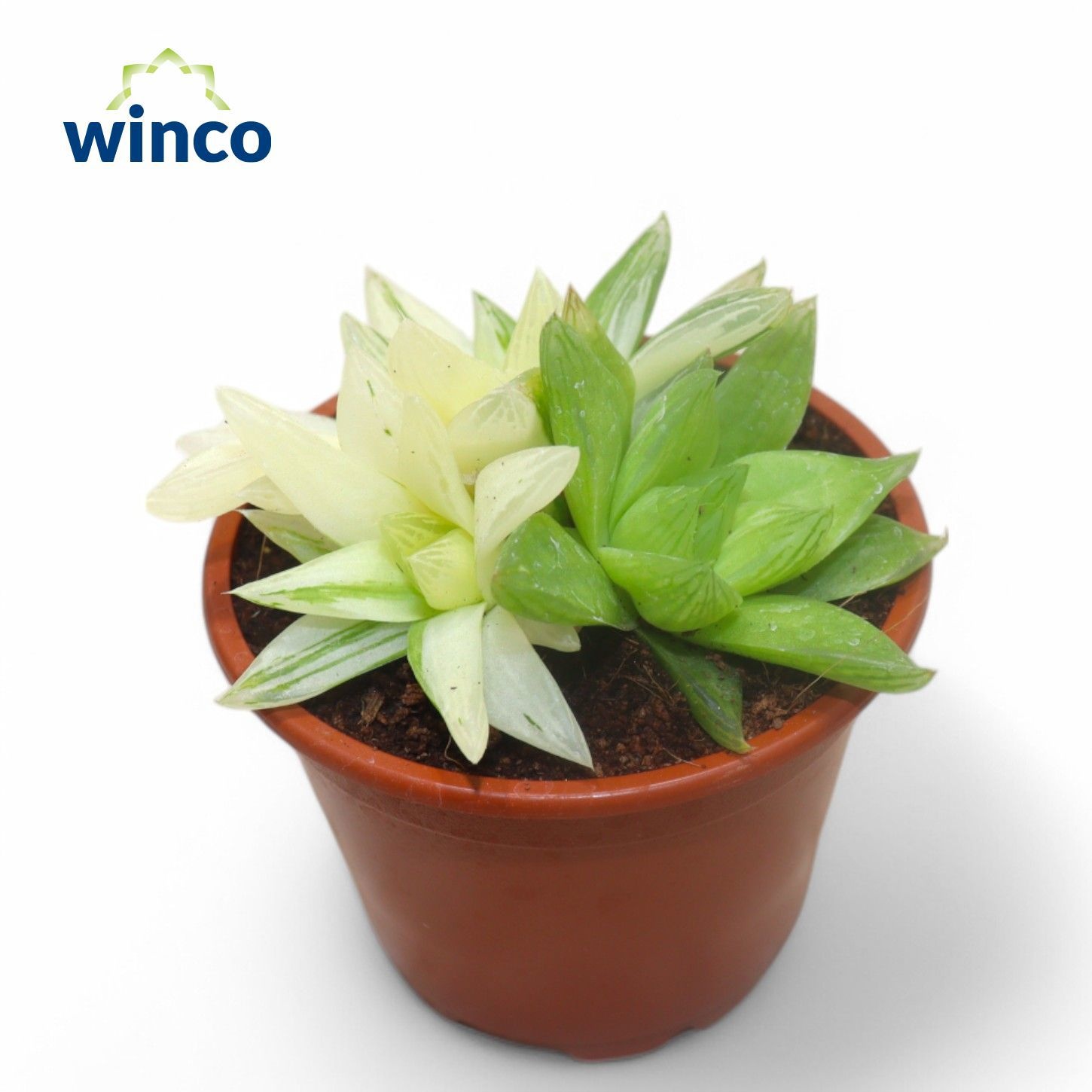 Haworthia Ssp. Variegata, D 8,5