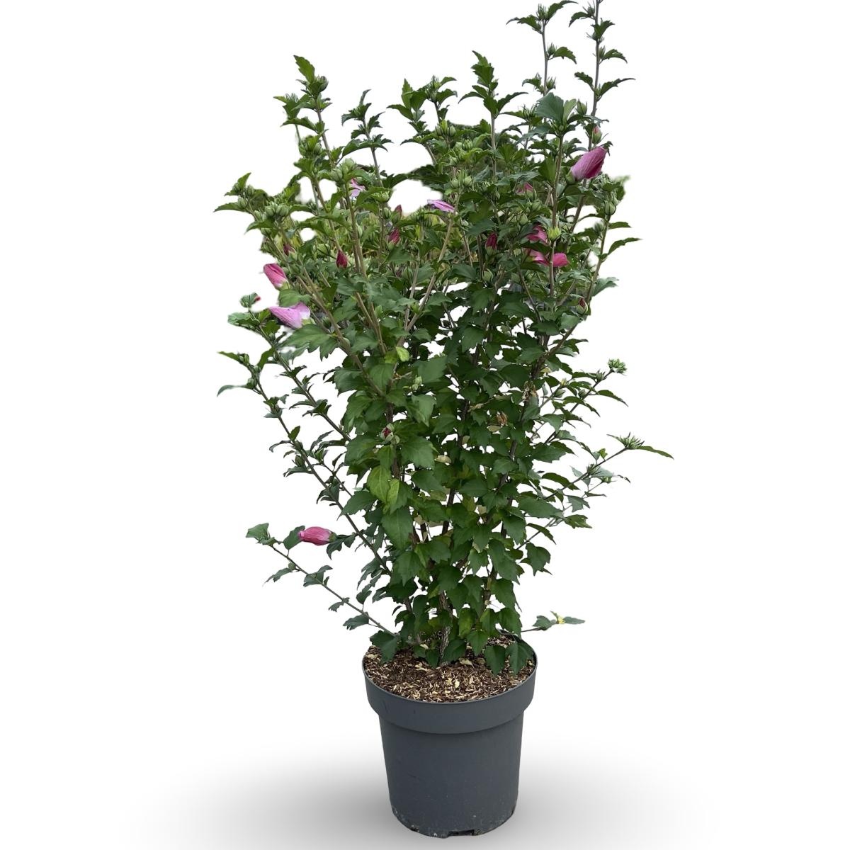 Hibiscus syr. 'Woodbridge', D 31