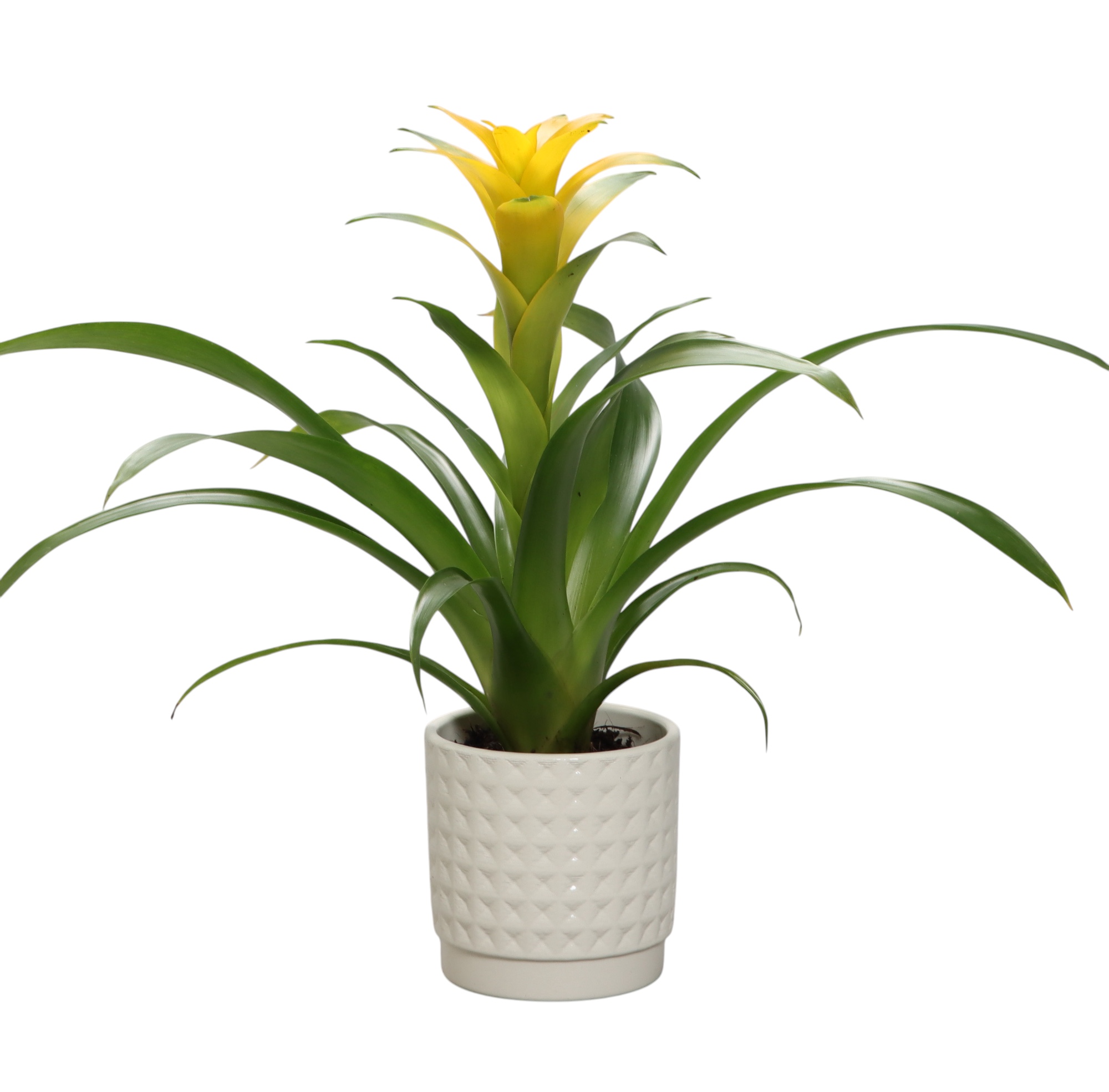 Guzmania 'Desire' in wit ruit keramiek, D 10