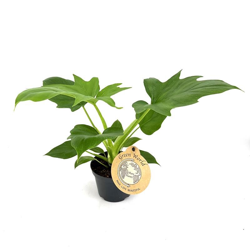 PHILODENDRON-HYBRID 'Warscewicii', D 12