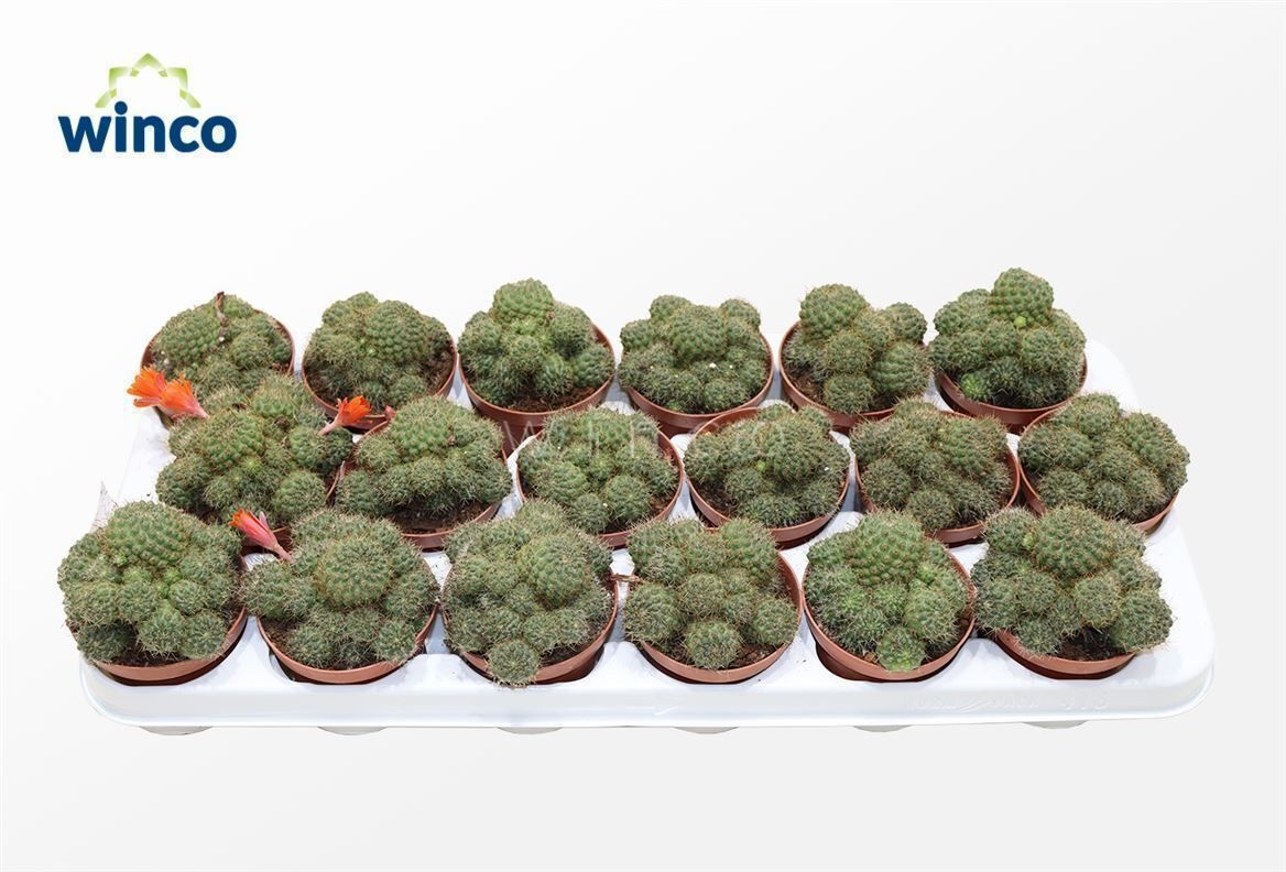 Rebutia Nitida, D 8,5