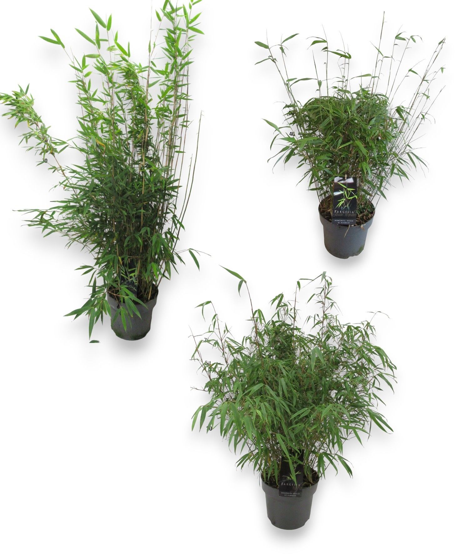 Fargesia Mix CC C5/P23 - Niet-woekerende Bamboe, D 23