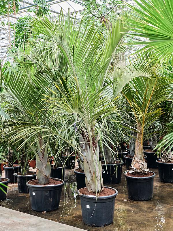 Neodypsis decaryi (220-280), D 55