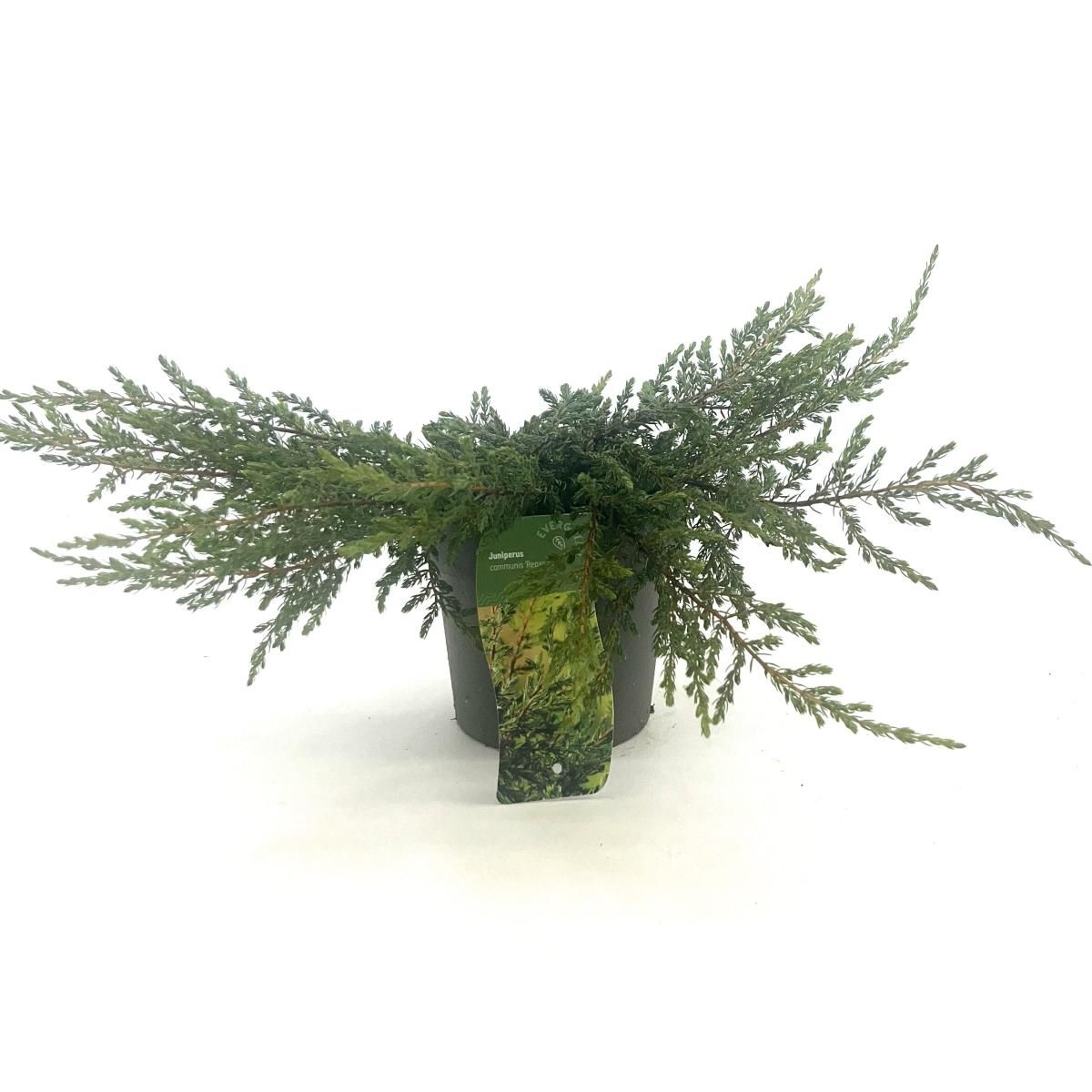 Juniperus comm. 'Repanda', D 17 cm Juniperus comm. 'Repanda', D 17 cm