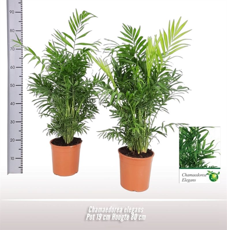 Chamaedorea elegans, D 19