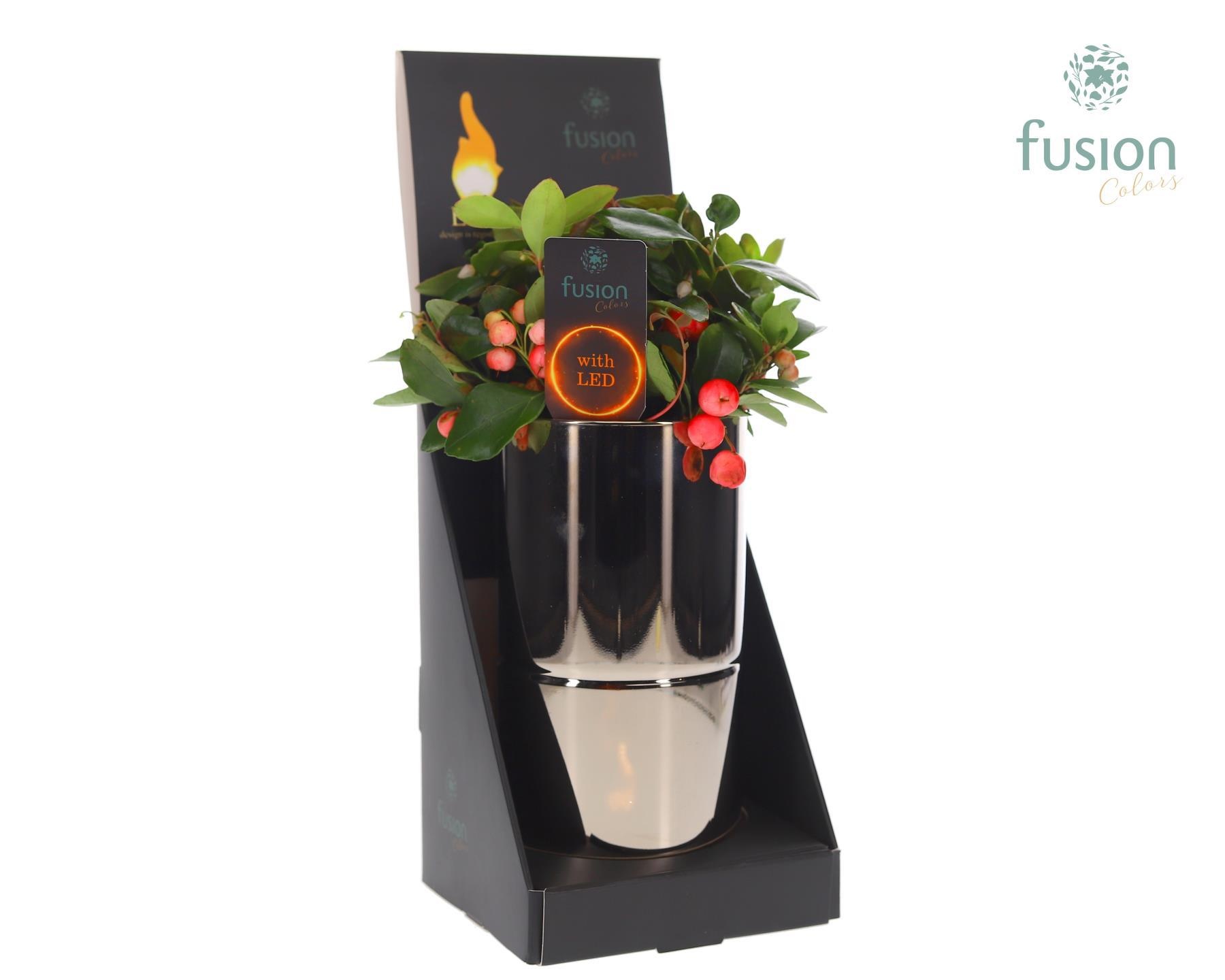 Glas tube Led planter groot met Gaultheria, D 11 cm Glas tube Led planter groot met Gaultheria, D 11 cm