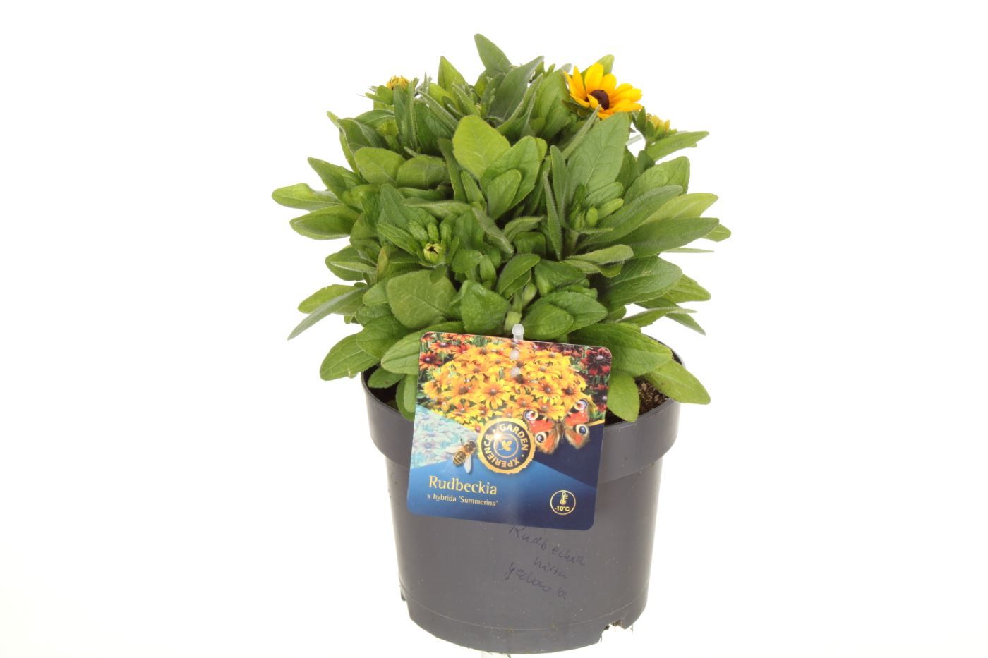 Rudbeckia hirta Rudy Mini Yellow Black, D 17