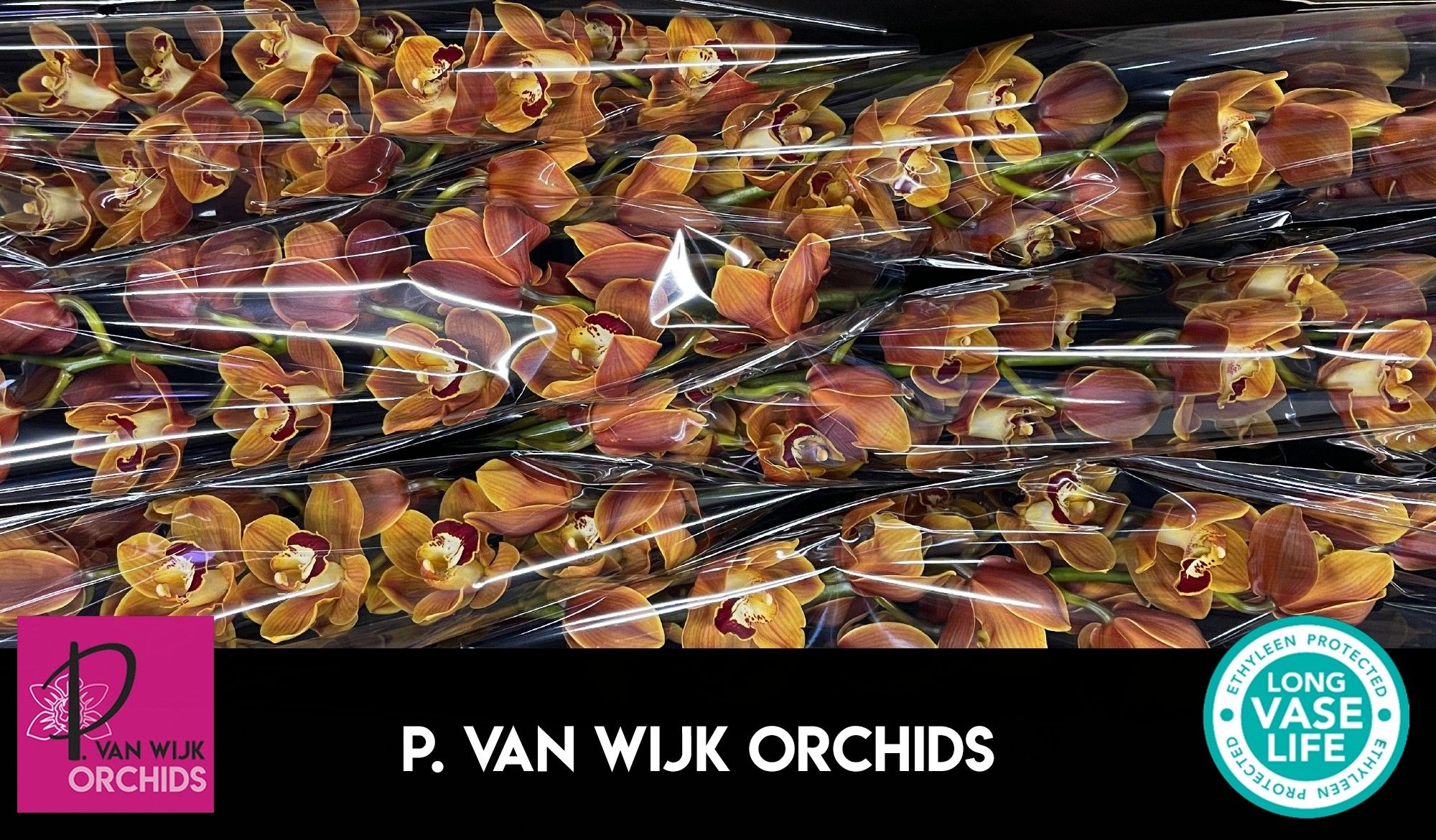 Цимбидиум Ренес Виш x6 80, шт.