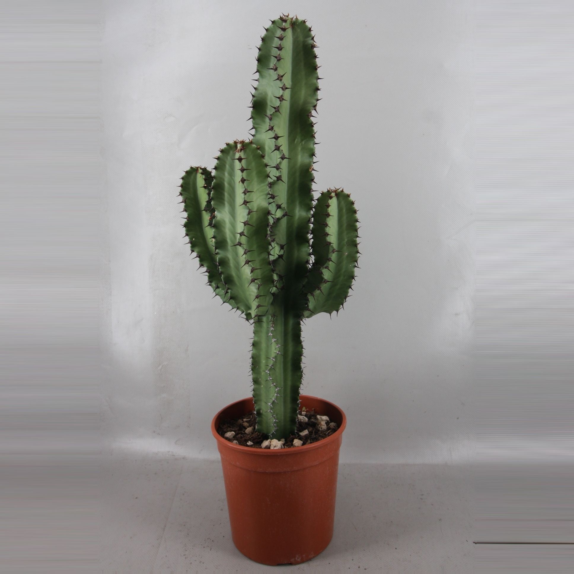 1828I Euphorbia ingens 19 cm, D 19