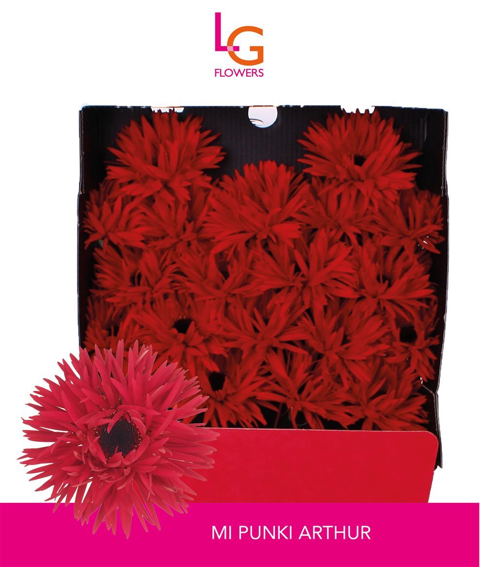 Гермини Спайдер Панки Артур, шт.