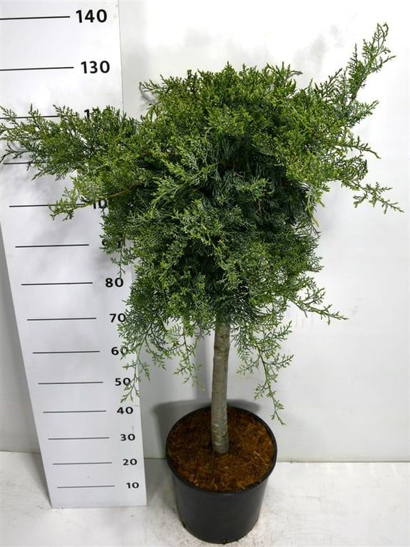 Juniperus virg. 'Grey Owl', D 130