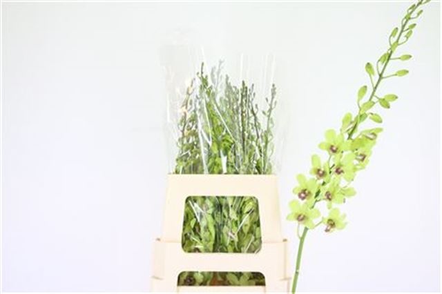 Дендробиум Овериг, шт.