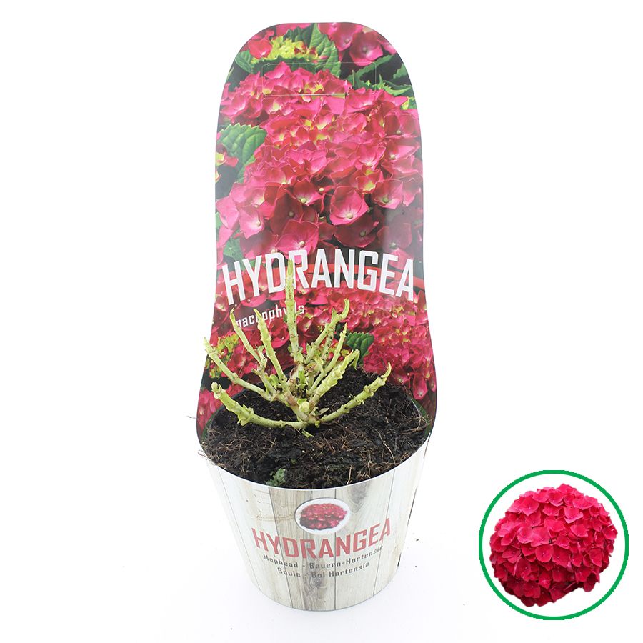 Hydrangea macr. Rood C2 (17cm.) Potcover, D 17
