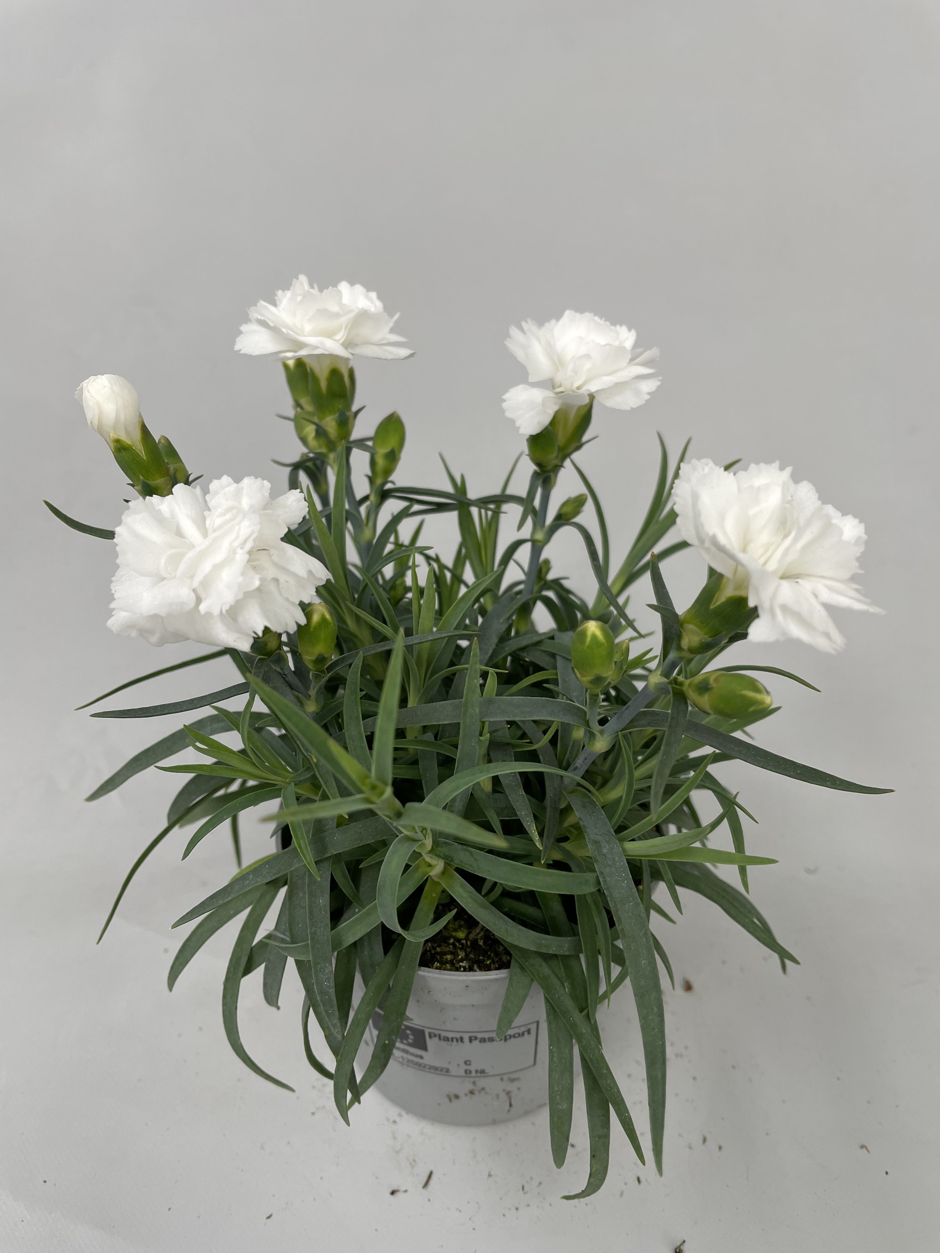 Dianthus Dinah p9, D 9