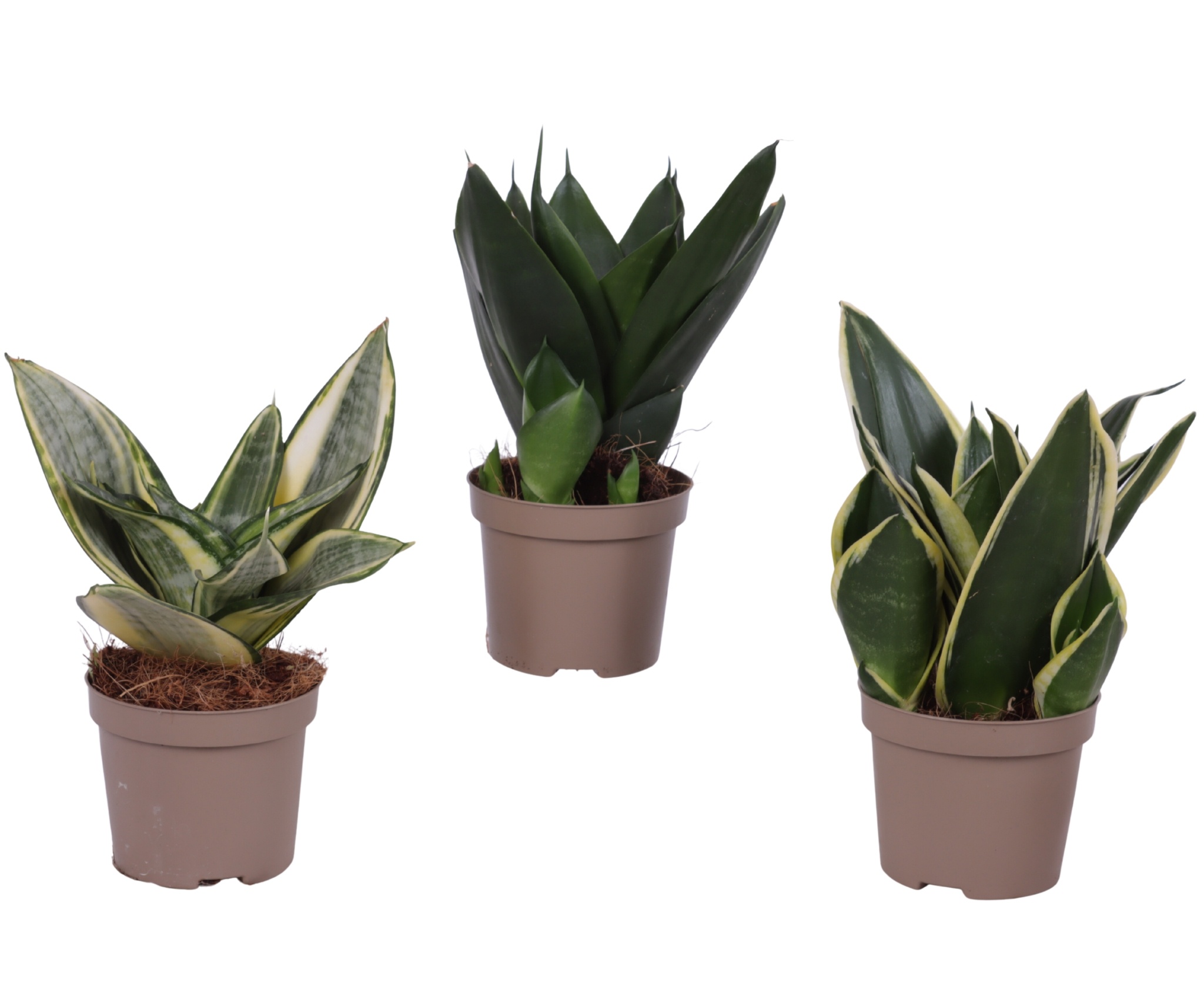 Sansevieria Compacta Mix pot ø09cm in Carbon Free pot, D 9 cm