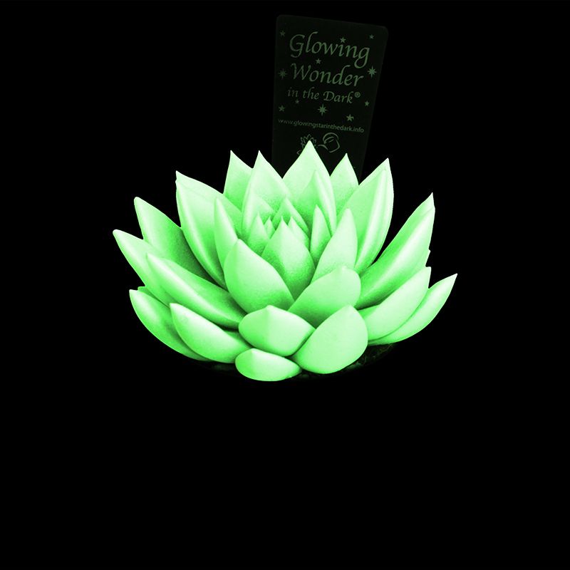 Glowing Wonder in the Dark, D 8,5