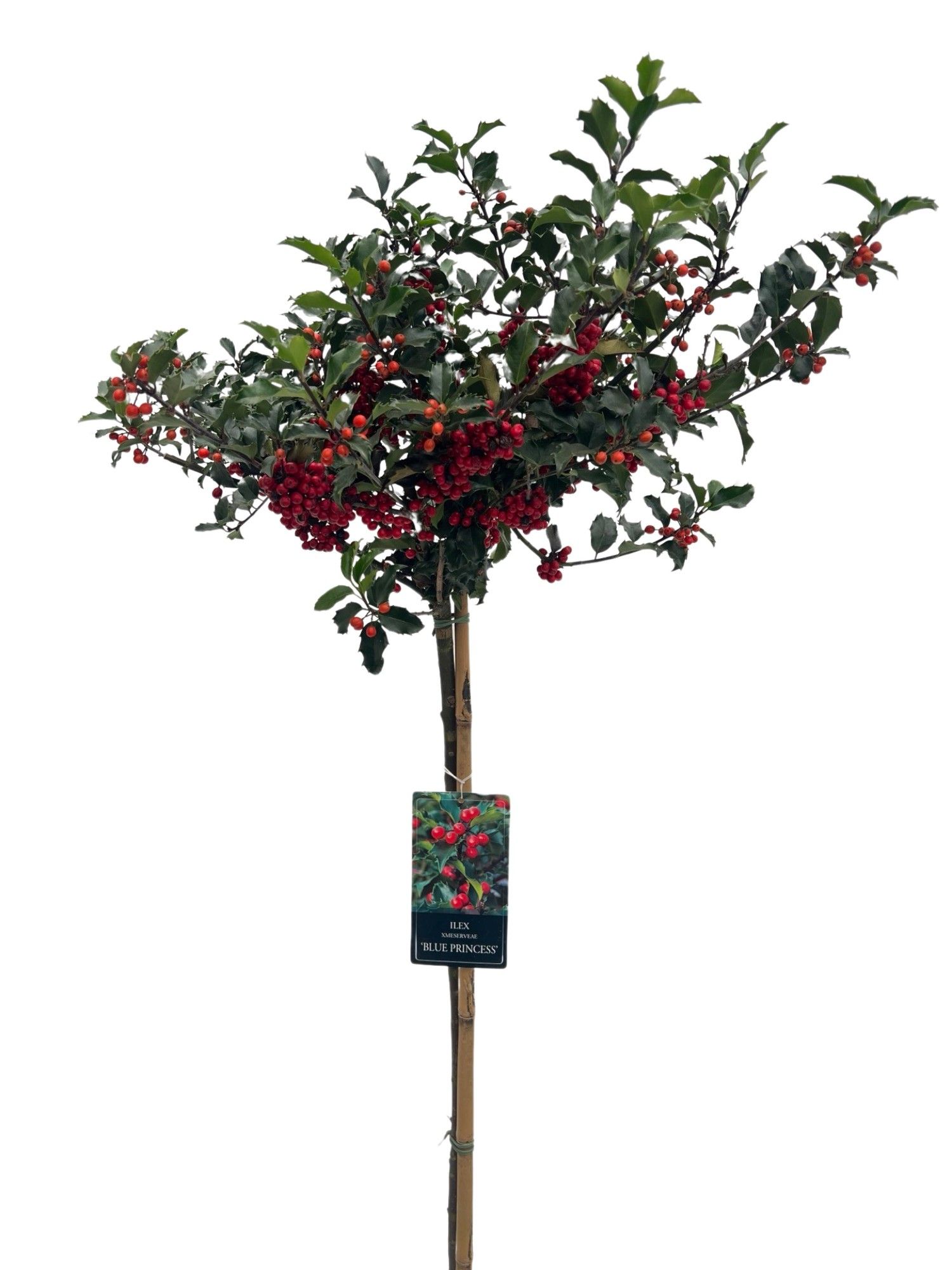 Ilex aquifolium 'Blue Princess' stam 100 cm, D 32 cm Ilex aquifolium 'Blue Princess' stam 100 cm, D 32 cm