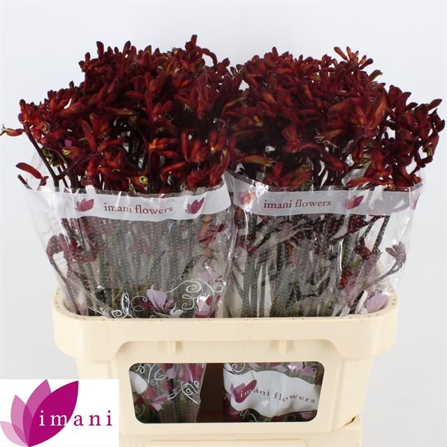 Анигозантус Эрли Спринг 80, шт.