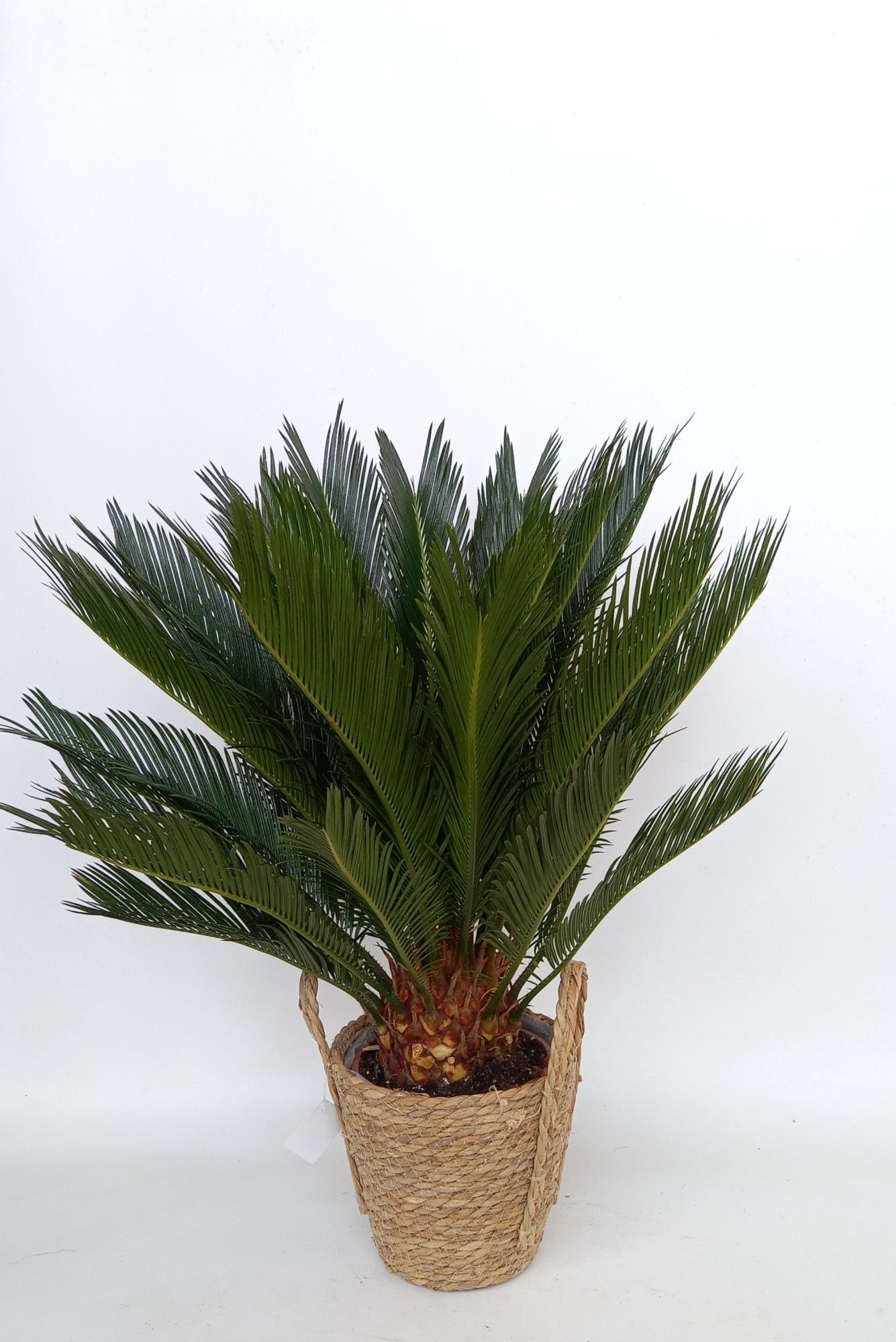 Cycas in mand Krakau, D 19