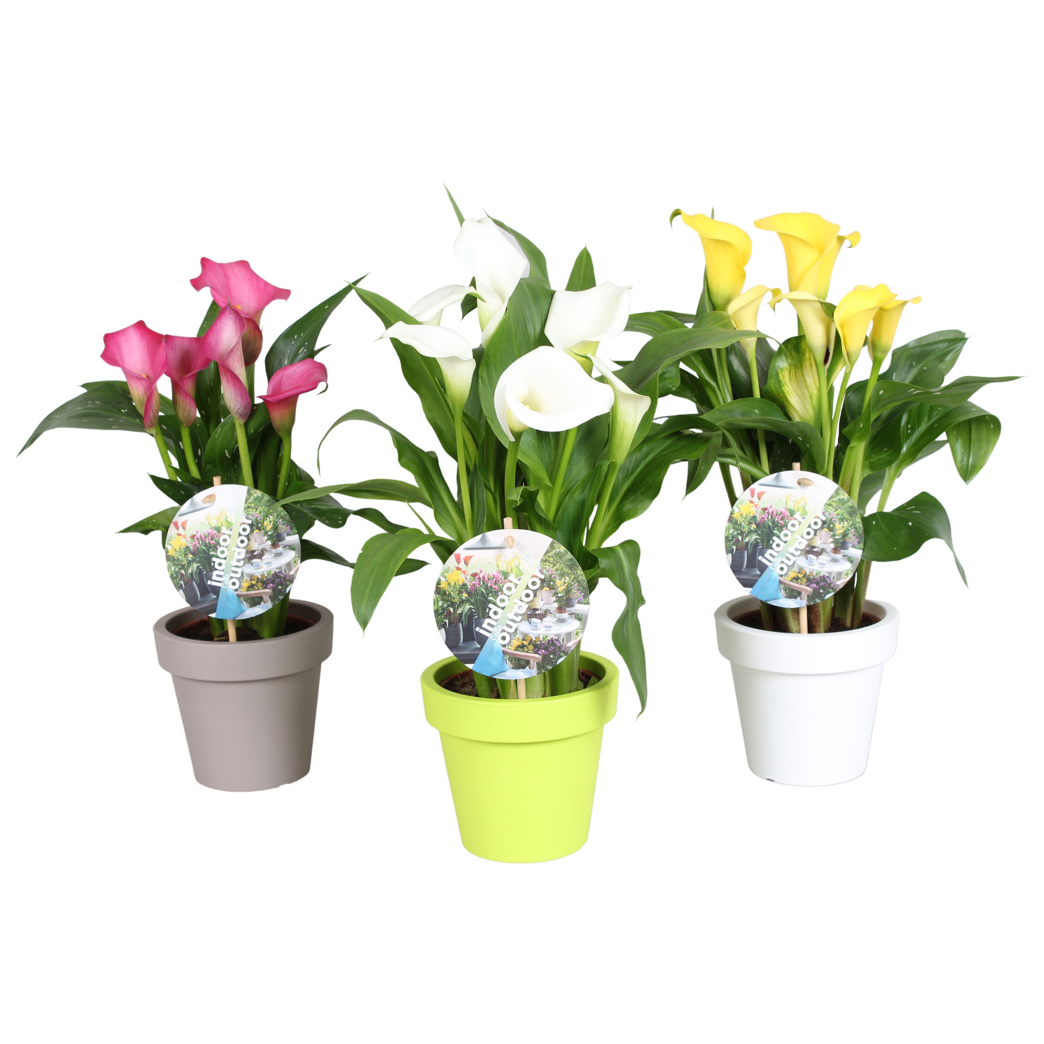 Zantedeschia gemengd Calla mix in Lofly pot, D 15