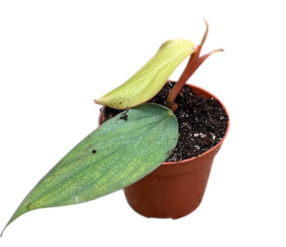 Philodendron Burle Marx Fantasy, D 8