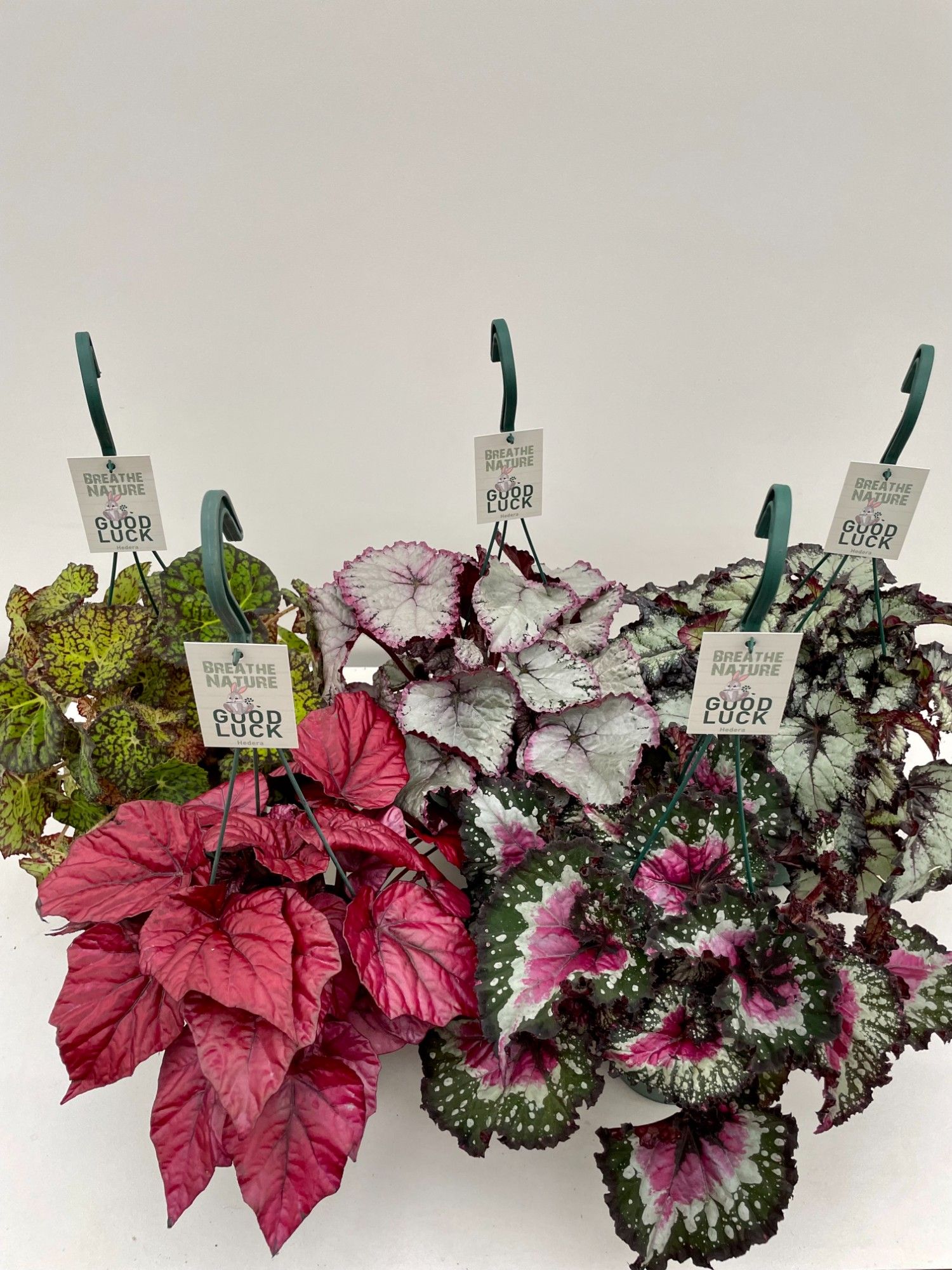 Begonia rex MIX 14 cm, D 14