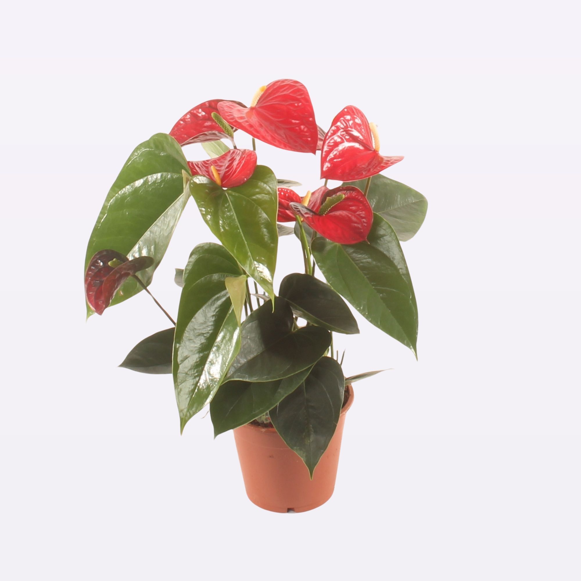 Anth. Easy Red P12., D 12